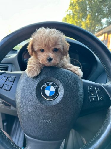 Наши выпускники