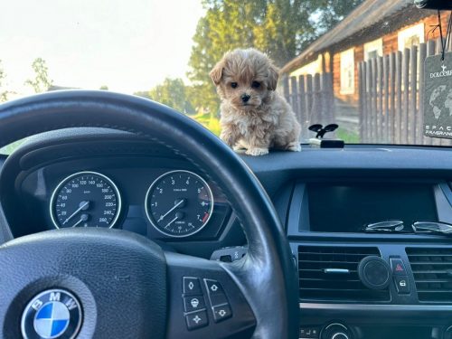 Наши выпускники