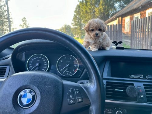 Наши выпускники