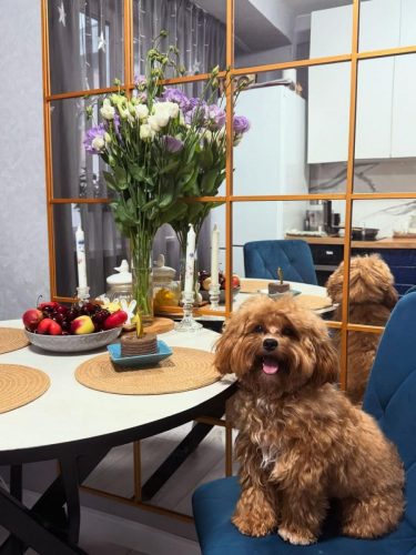 Наши выпускники 