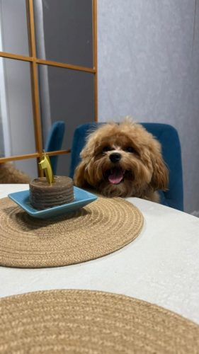 Наши выпускники 