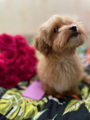 Наши выпускники