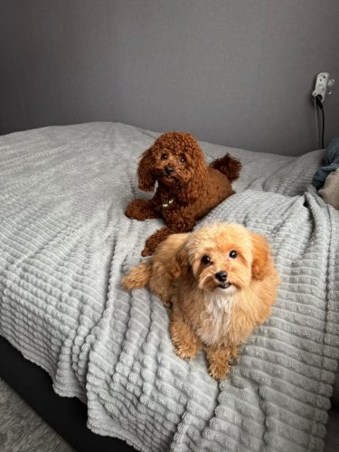 Наши выпускники