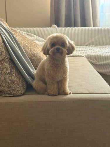 Наши выпускники