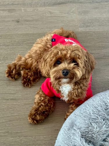 Наши выпускники