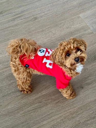 Наши выпускники