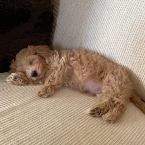 Выпускник  Мальтипу