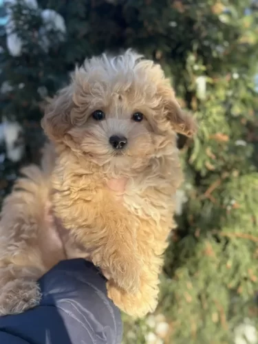 Мини мальчик