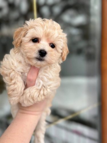 Девочка мелкий стандарт