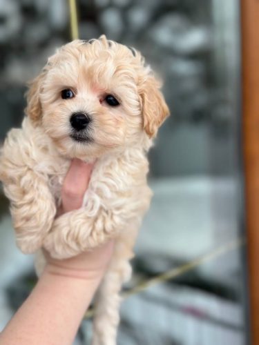 Девочка мелкий стандарт