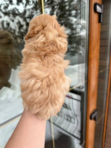 Девочка мелкий стандарт