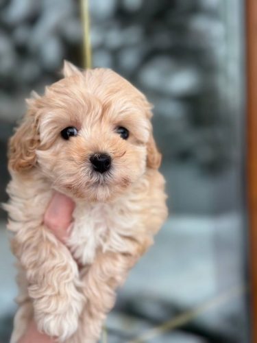 Девочка мелкий стандарт