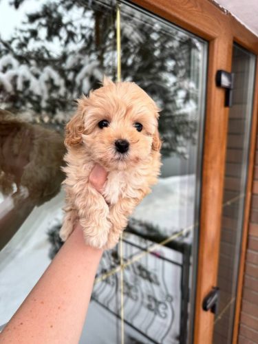 Девочка мелкий стандарт