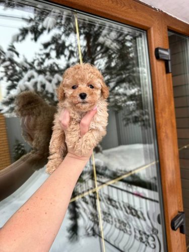 Мальчик стандарт