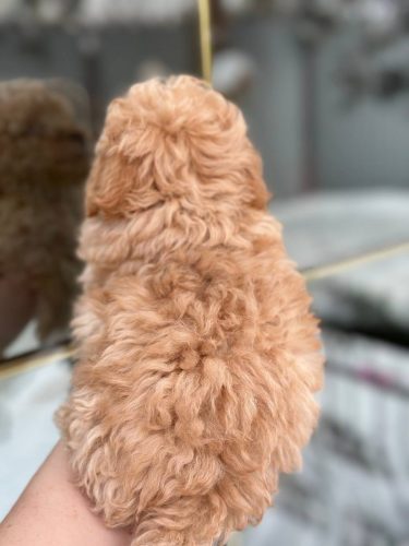 Мальчик стандарт