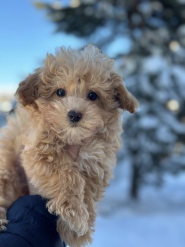 Мальчик мини