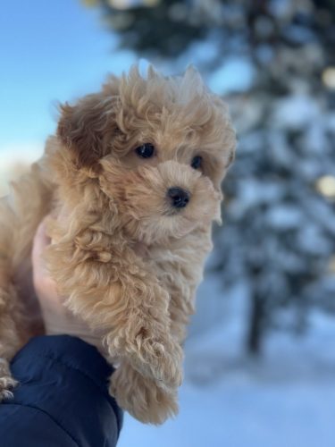 Мальчик мини