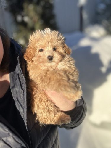 Мальчик мини