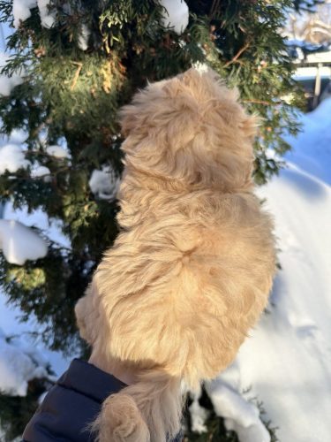 Мальчик мелкий стандарт