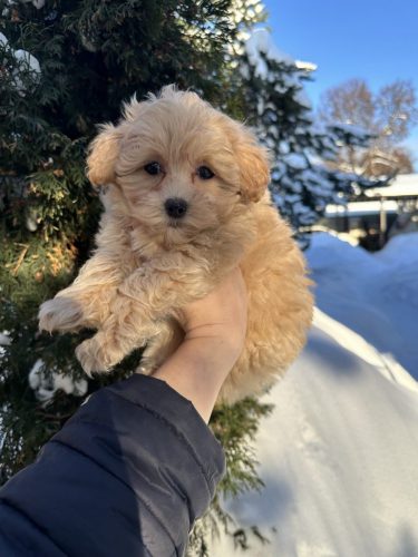 Мальчик мелкий стандарт