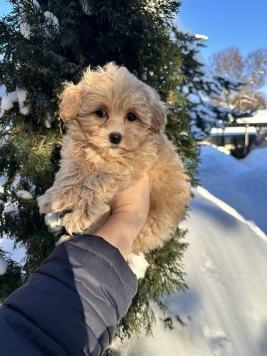 Мальчик мелкий стандарт