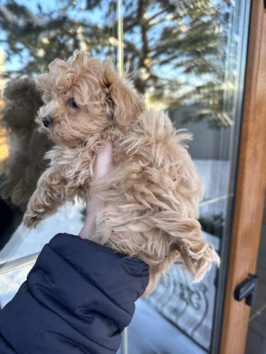 Мини мальчик