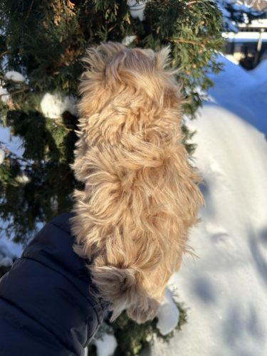 Мини мальчик