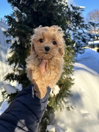 Мини мальчик