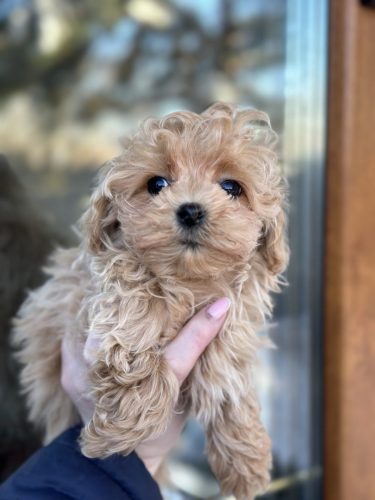 Мини мальчик