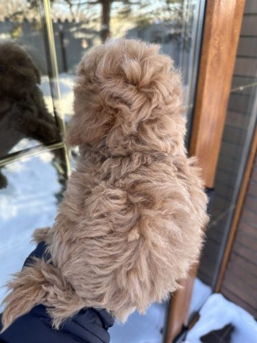 Мальчик стандартик