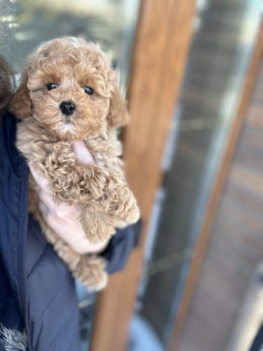 Мальчик стандартик