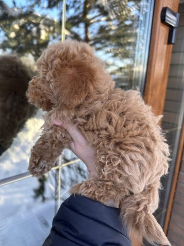 Мальчик стандартик