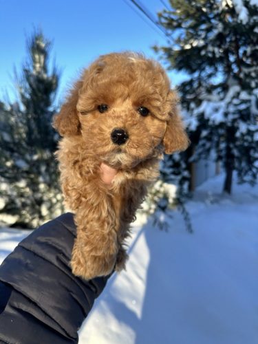 Мальчик стандартик