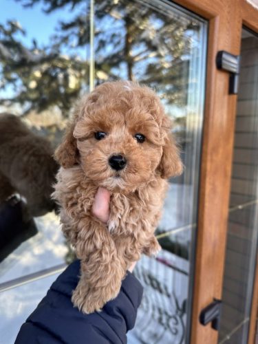 Мальчик стандартик