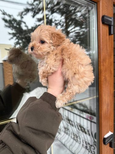 Мальчик мини