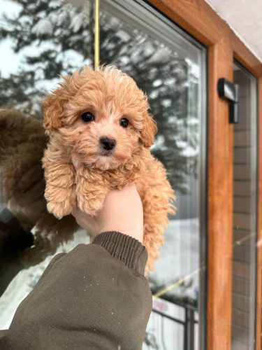 Мальчик мини