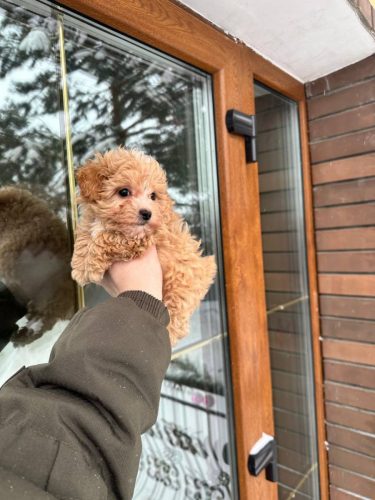 Мальчик мини