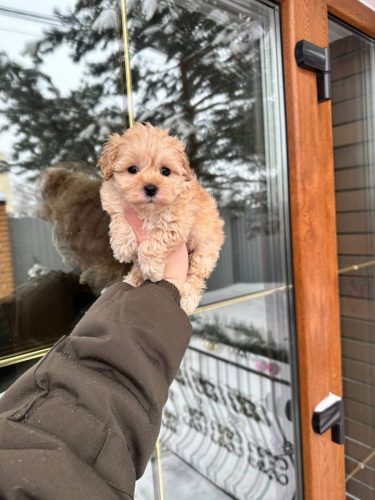 Мальчик мини