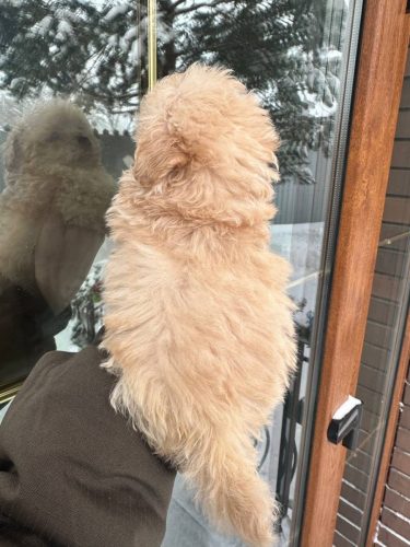 Мальчик мини