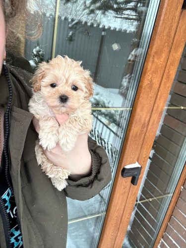 Девочка мини