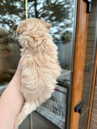 Девочка мини