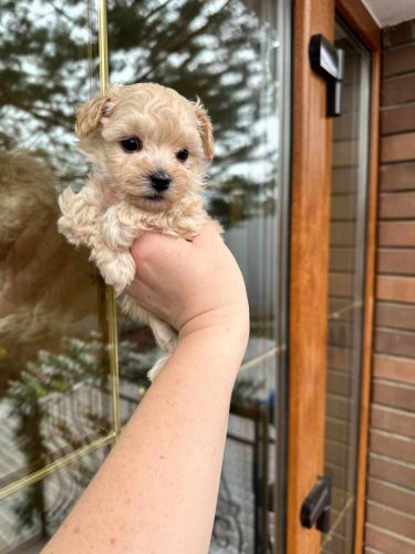 Девочка мини