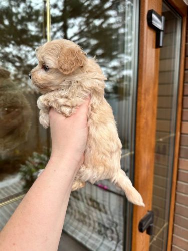 Девочка мини