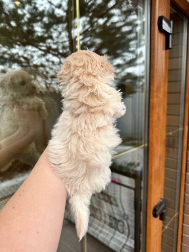 Девочка мини