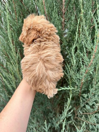 Мальчик мини